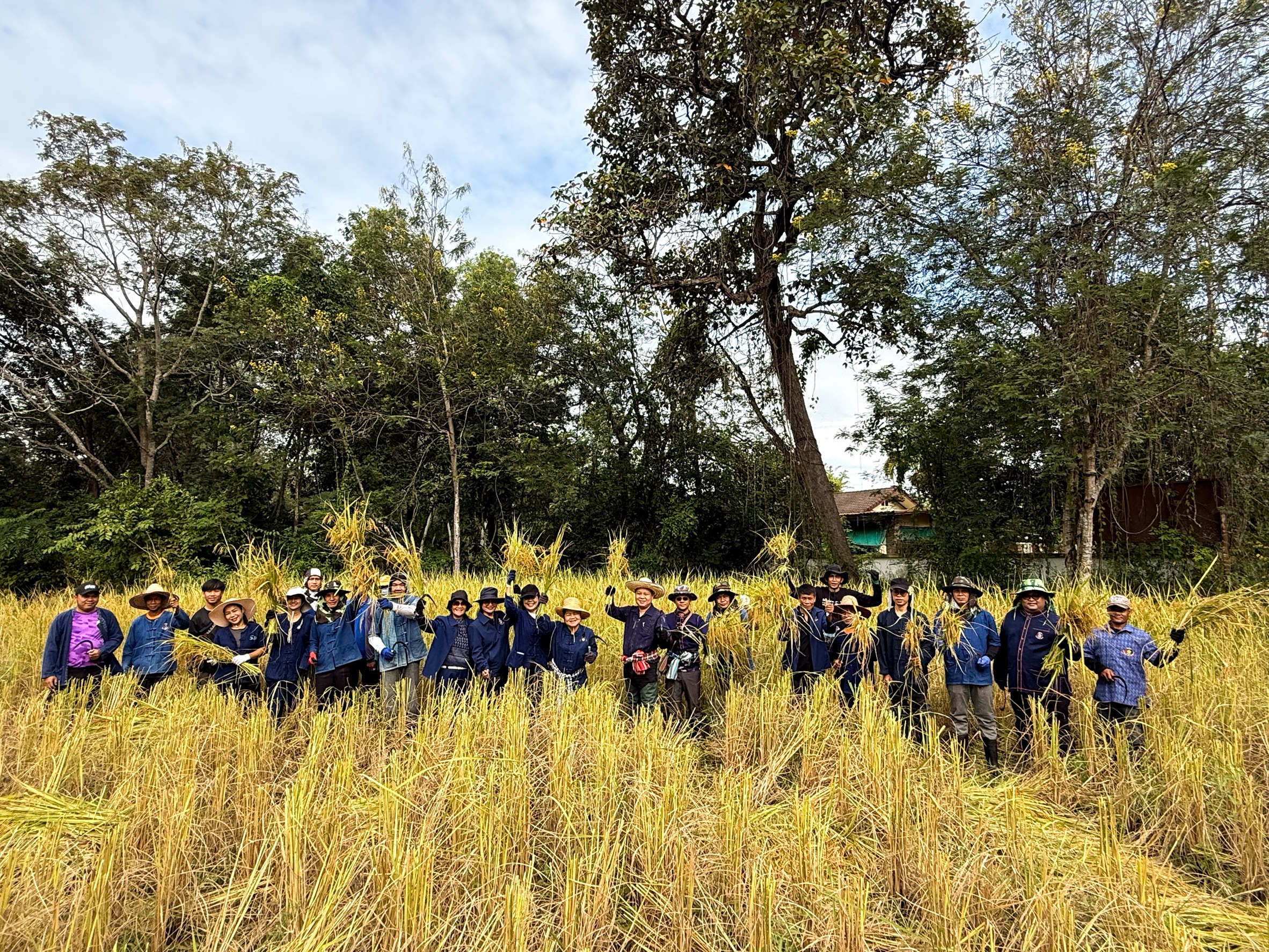 เก็บเกี่ยวผลผลิต "นาข้าวอินทรีย์ วิถีอีสาน ช่วยกันสืบสานเพื่อลูกหลาน ให้ยั่งยืน"