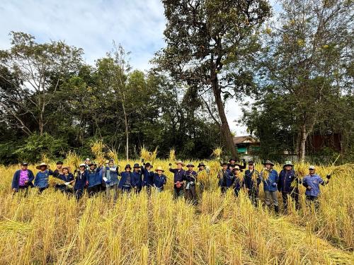 เก็บเกี่ยวผลผลิต "นาข้าวอินทรีย์ วิถีอีสาน ช่วยกันสืบสานเพื่อลูกหลาน ให้ยั่งยืน"